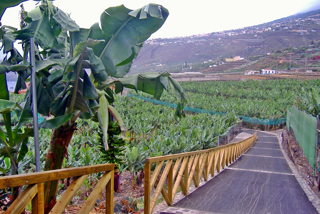 Bananeiras na ilha de Tenerife nas Canárias