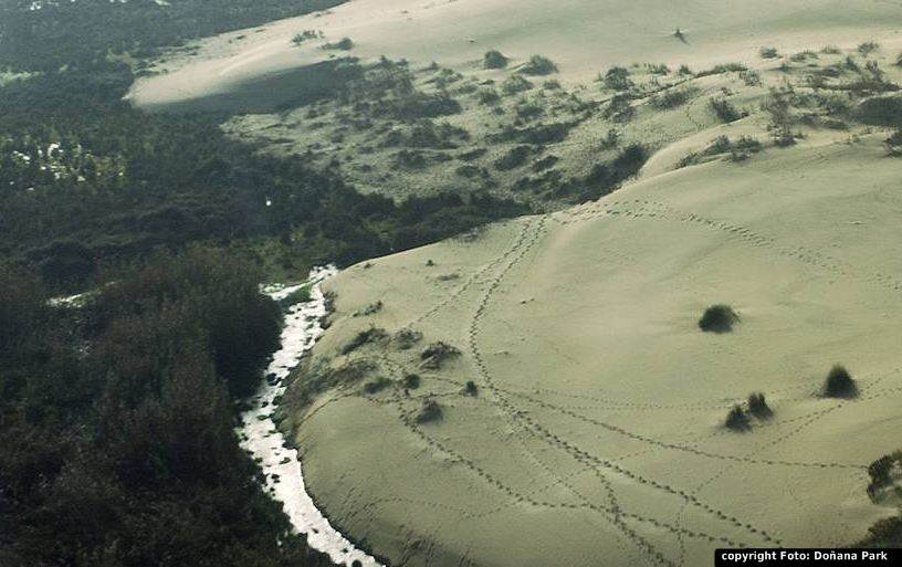 Dunas de areia na Reserva Natural de Donana na Andaluzia