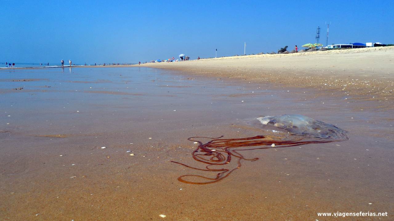 Medusa (alforreca) na praia Verde