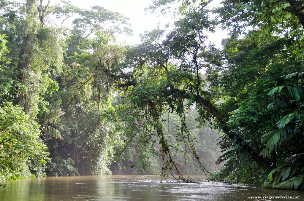 Vegetação e rio no Parque nacional Tortuguero na Costa Rica