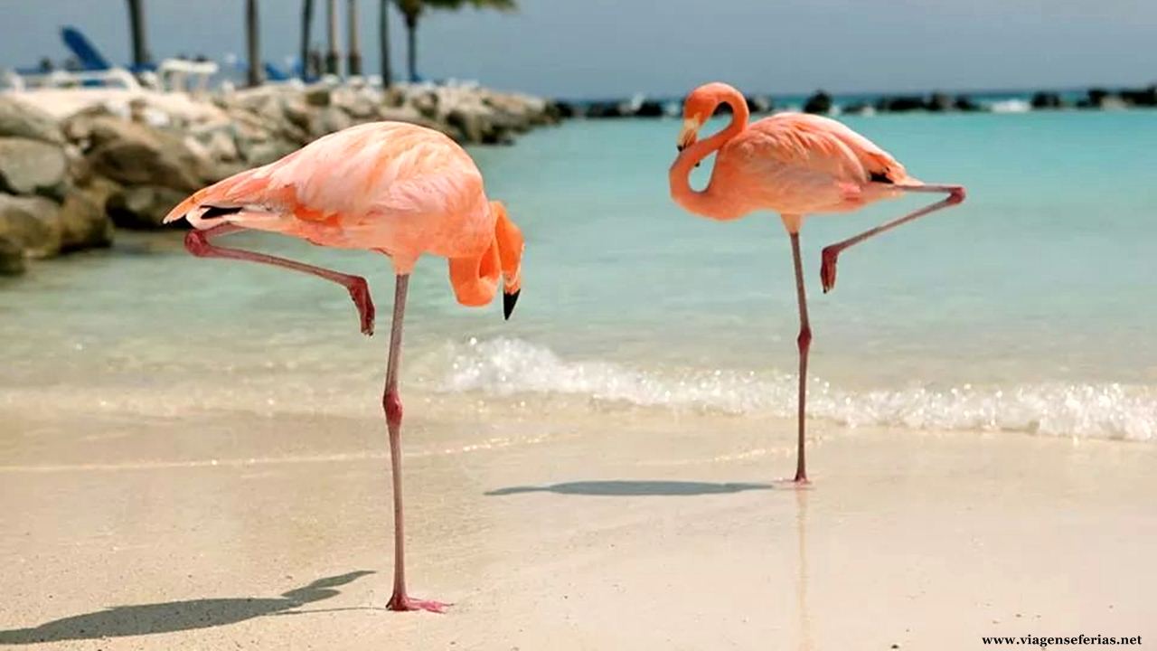(09-2014) Flamingo Beach na ilha Renaissance em Aruba
