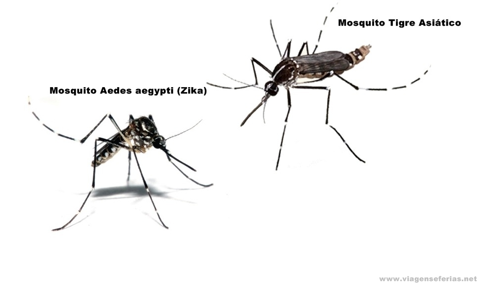 Mosquito Aedes aegypti e Mosquito Tigre asiático (Mediterrâneo)