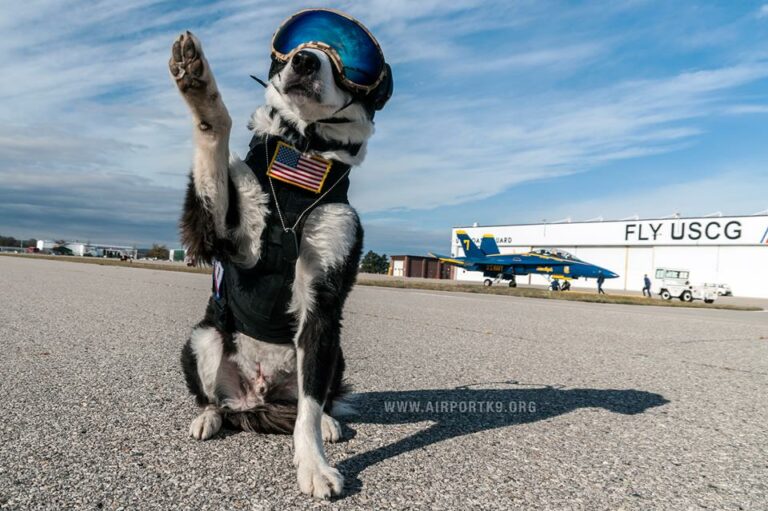 Cão Piper que patrulha o aeroporto Cherry contra os animais selvagens