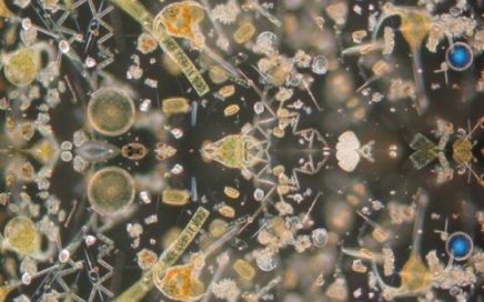 Imagem de plâncton marinho