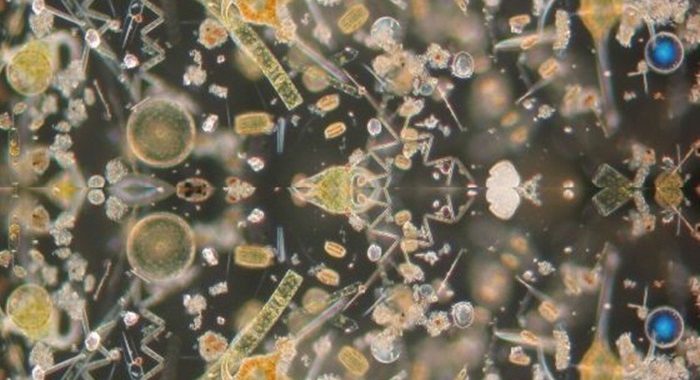 Imagem de plâncton marinho