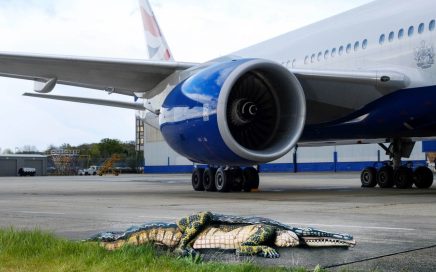 Jacaré na pista de Londres atwick promove British Airways