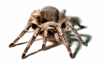 Fotografia de uma tarantula verdadeira