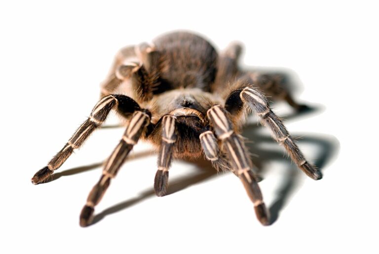 Fotografia de uma tarantula verdadeira