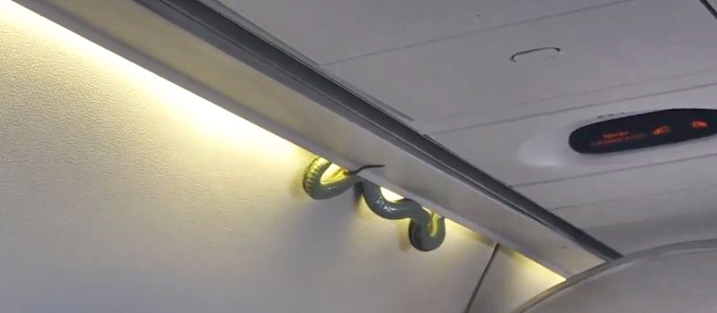 cobra a bordo do voo 231 da Aeromexico