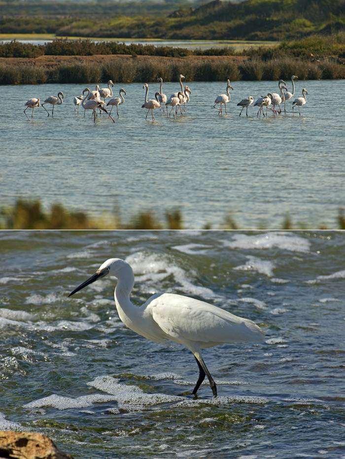 Flamingos e Garças: Marca Birdwatching Algarve