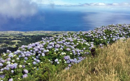 Paisagem na ilha de São Miguel nos Açores