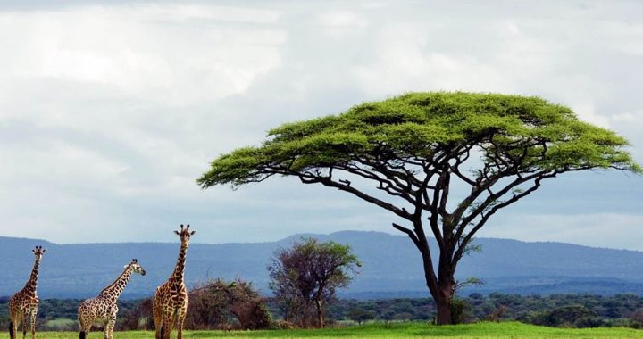 Três girafas no Parque Serengeti na Tânzania