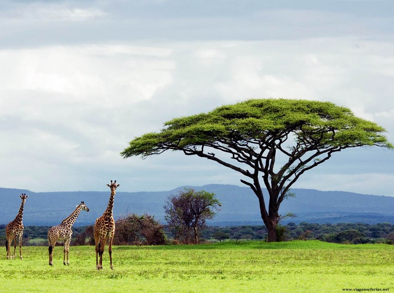 Três girafas no Parque Serengeti na Tanzânia