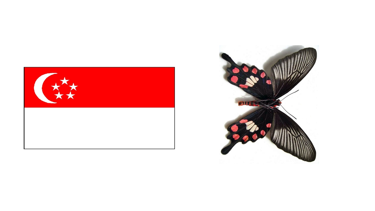 Bandeira de Singapura e a borboleta nacional do País
