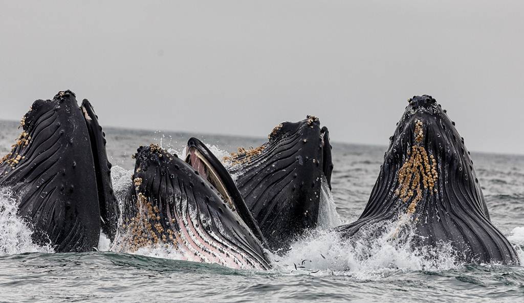 Cabeças de 4 baleias no mar