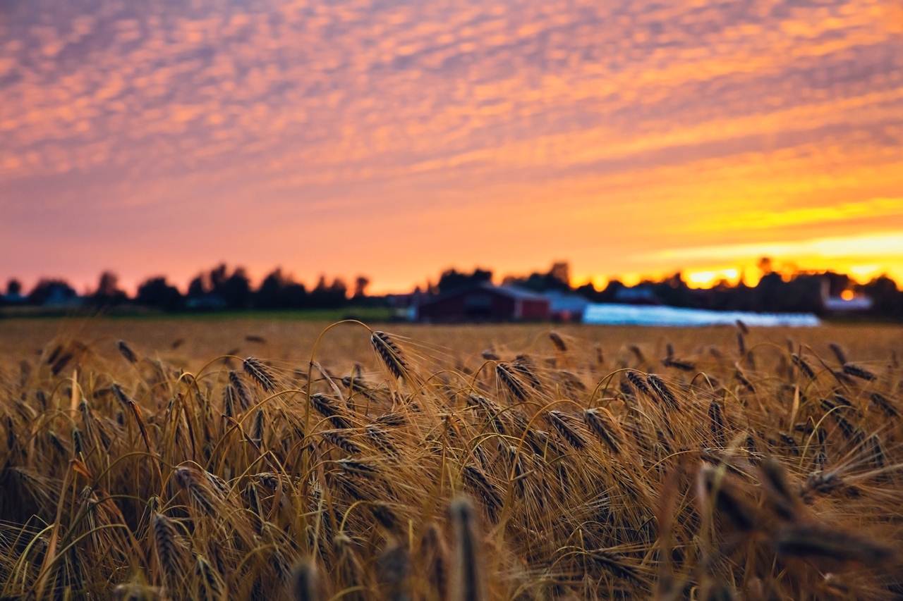 Sol da meia-noite num campo de trigo da Finlândia