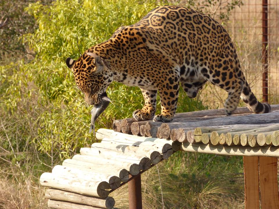 Jaguar (animal) no Parque Iberá na Argentina
