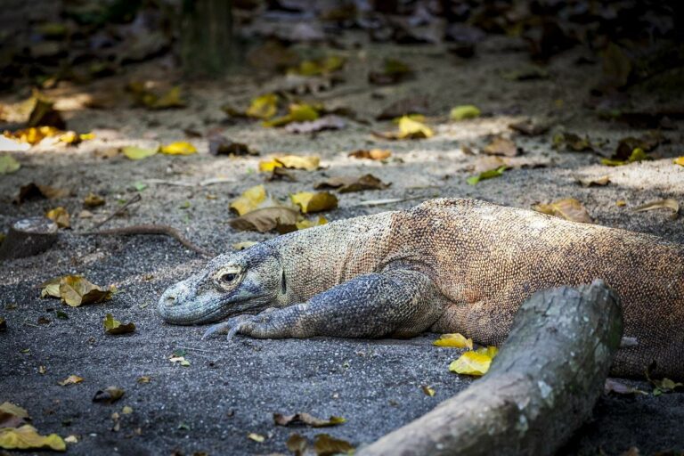 Um dragão de Komodo