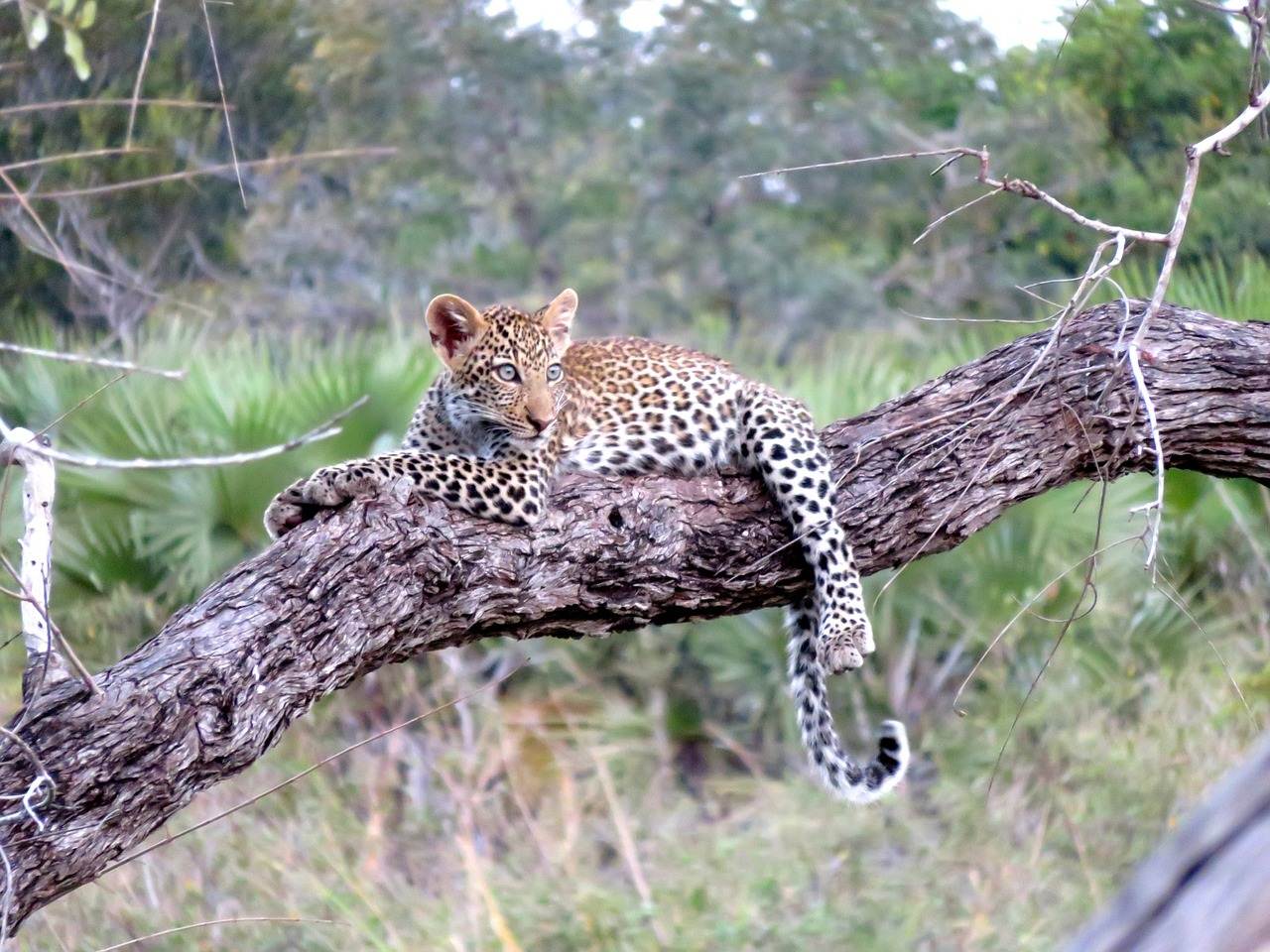 Leopardo no Parque Nacional Serengeti na Tanzânia em África