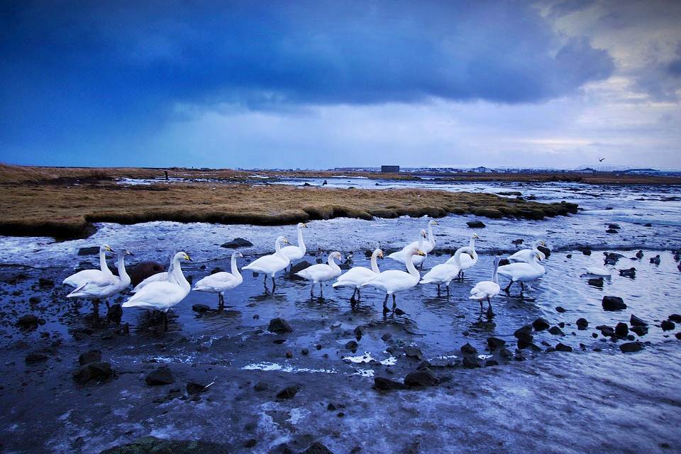 Cisnes num lago da Islândia