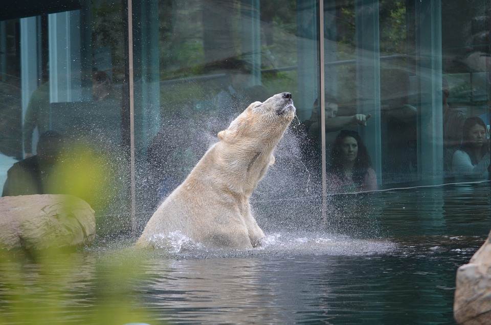 Urso Polar no Jardim Zoológico de San Diego