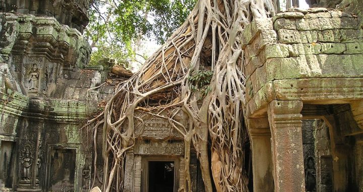 Templo Angkor Watt na selva com raízes