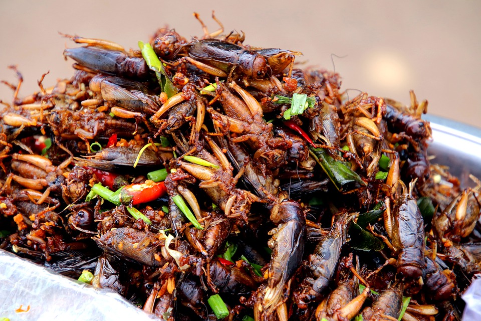 Prato cozinhado com insectos no cambodja