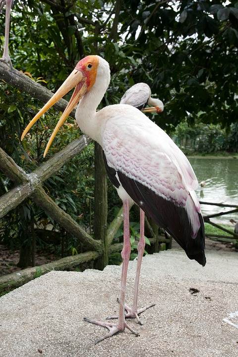 Flamingo no Parque dos Pássaros em Kuala Lumpur