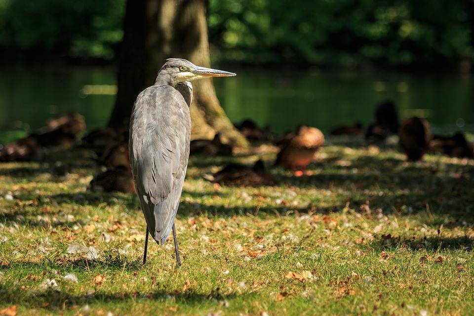 Pássaro no parque Rheinaue em Bona