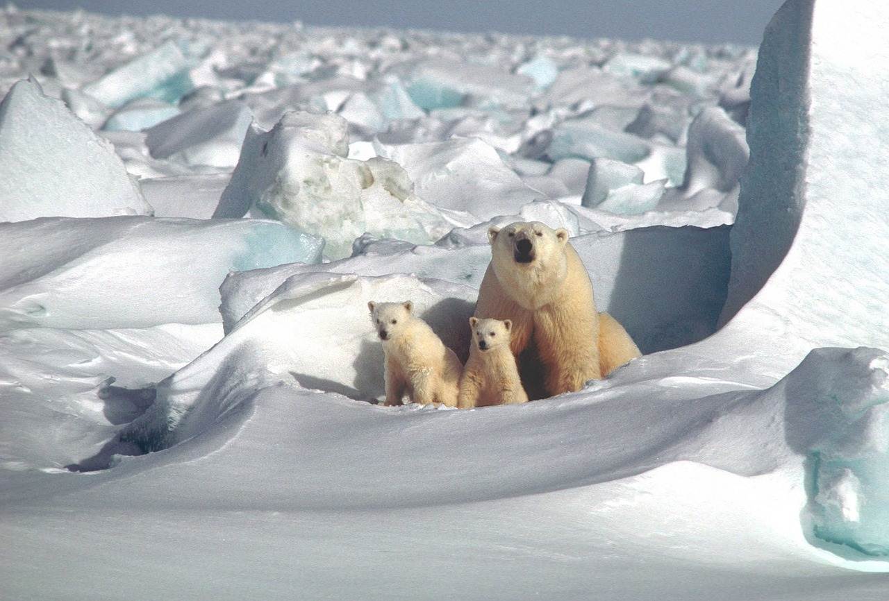 Urso polar e crias em Svalbard na Noruega